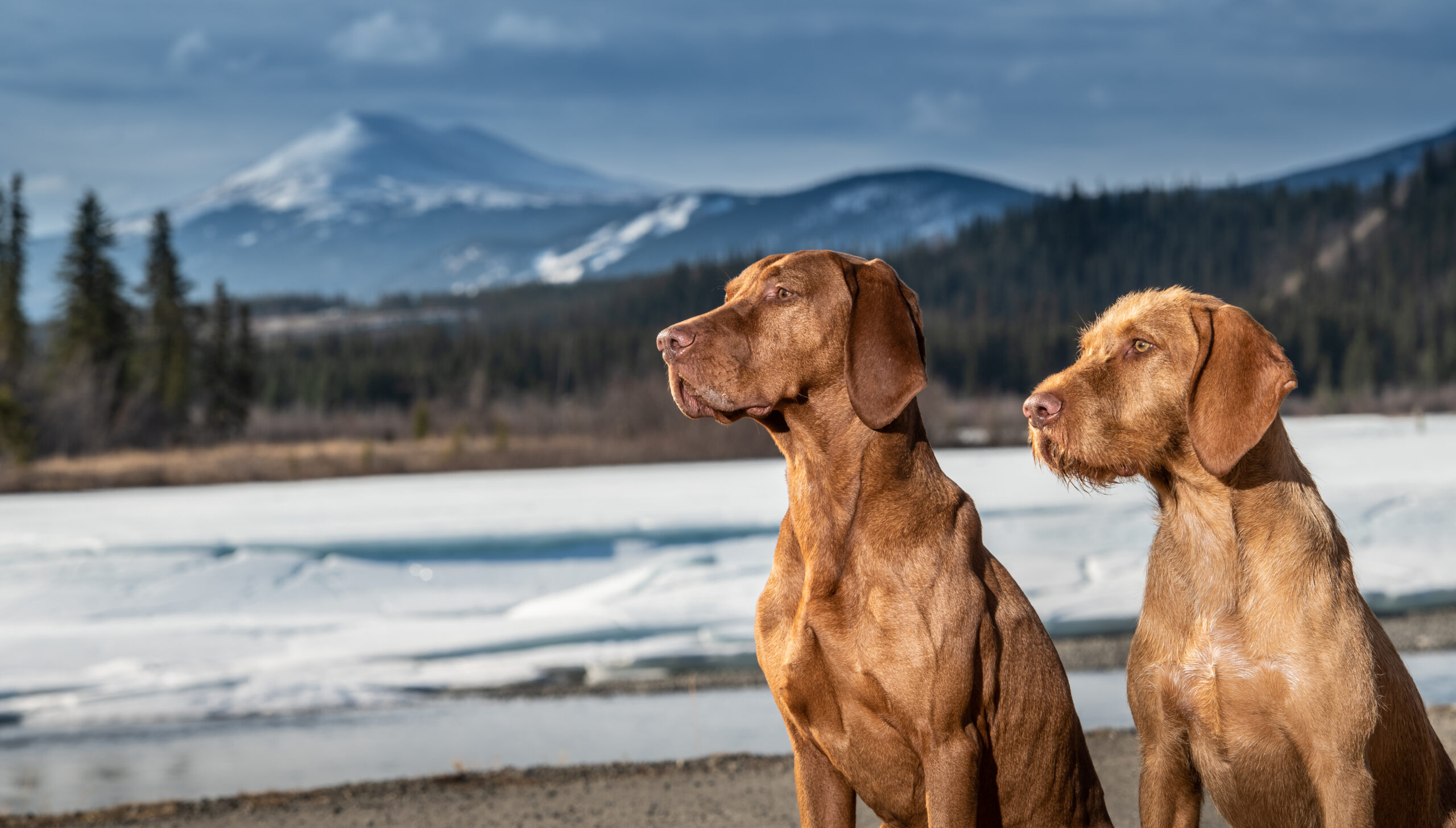 Vizsla Canada National Breed Club