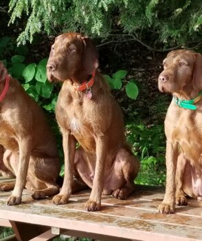 Year in Review: Sarga Wirehaired Vizslas