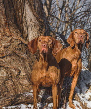 Brag & Wag: January Wins at Evelyn Kenny Kennel & Obedience Club