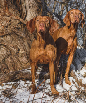 Vizsla Canada Announces Updated Board of Directors