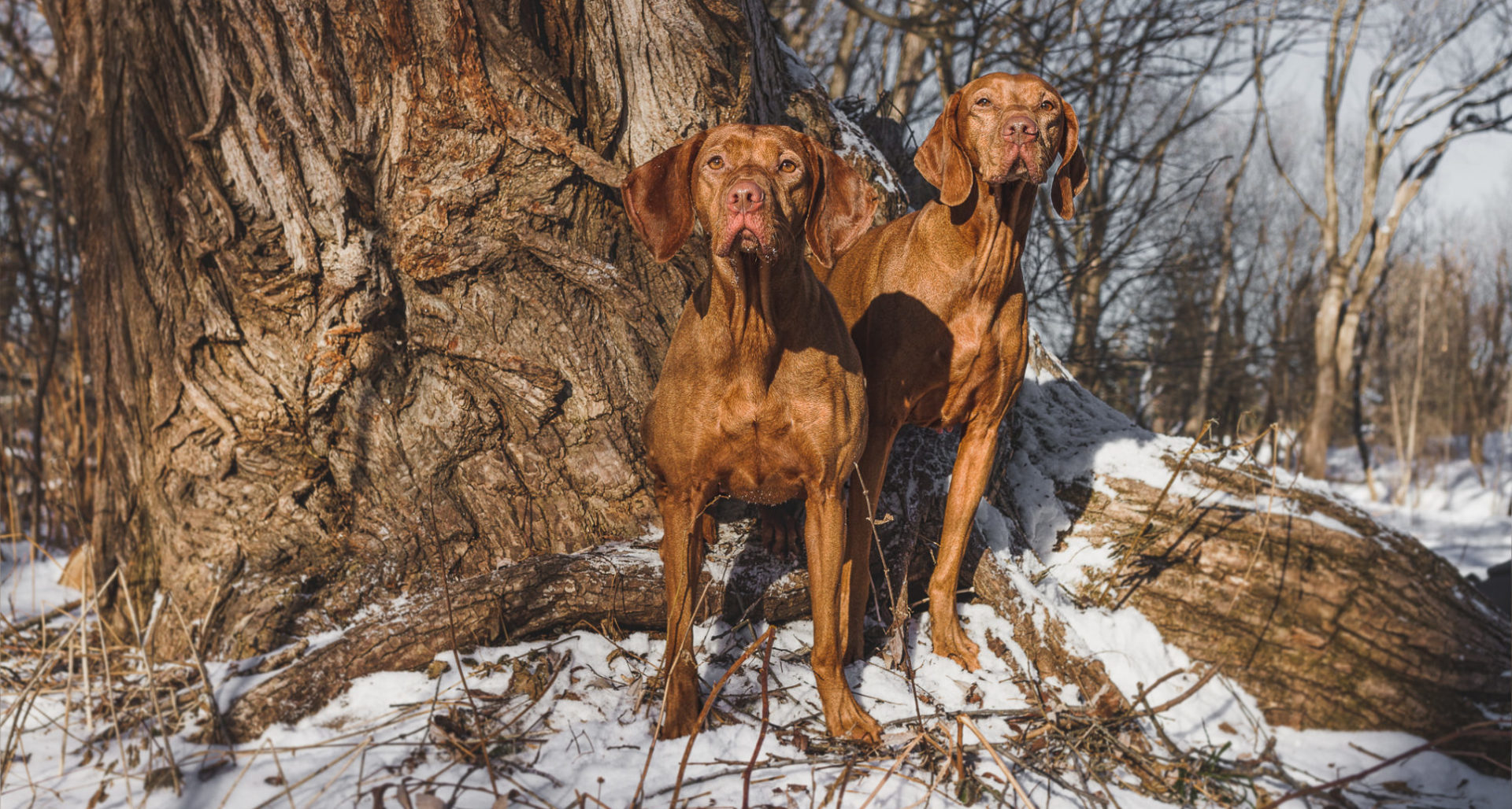 Vizsla Canada Announces Updated Board of Directors