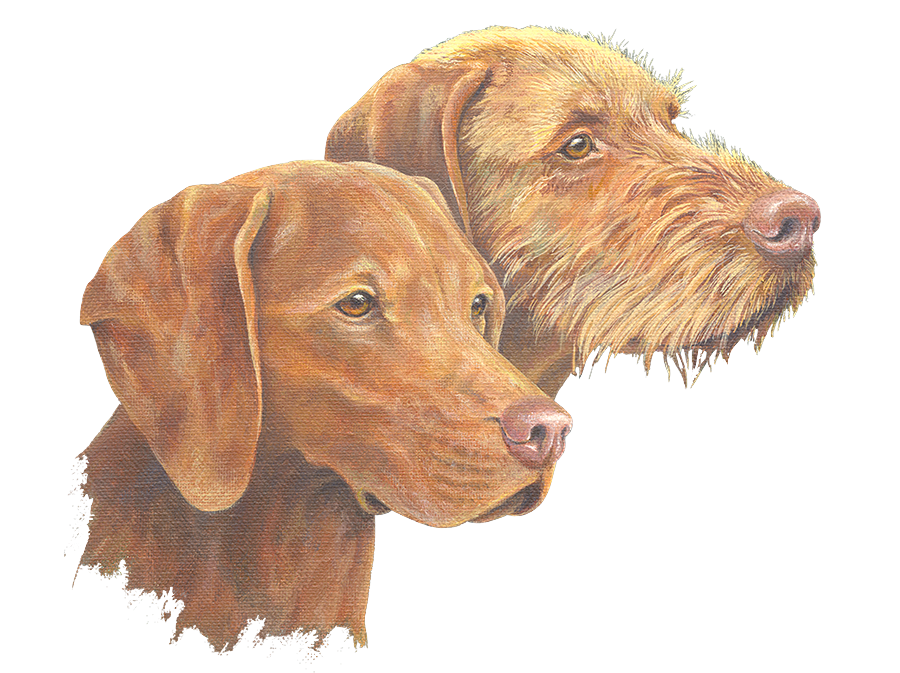 Follow Vizsla Canada Online