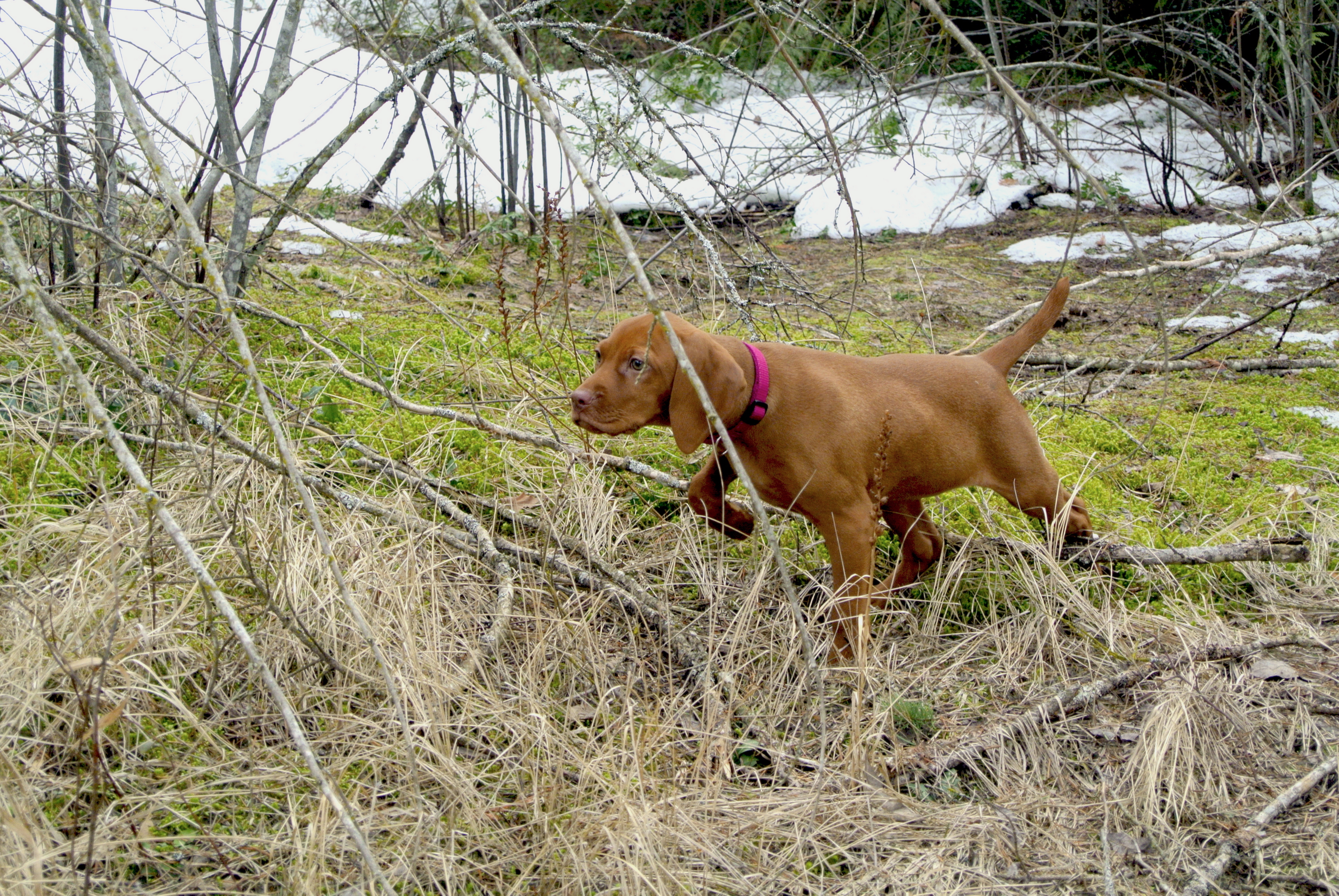 Outstanding Obedience Performances!