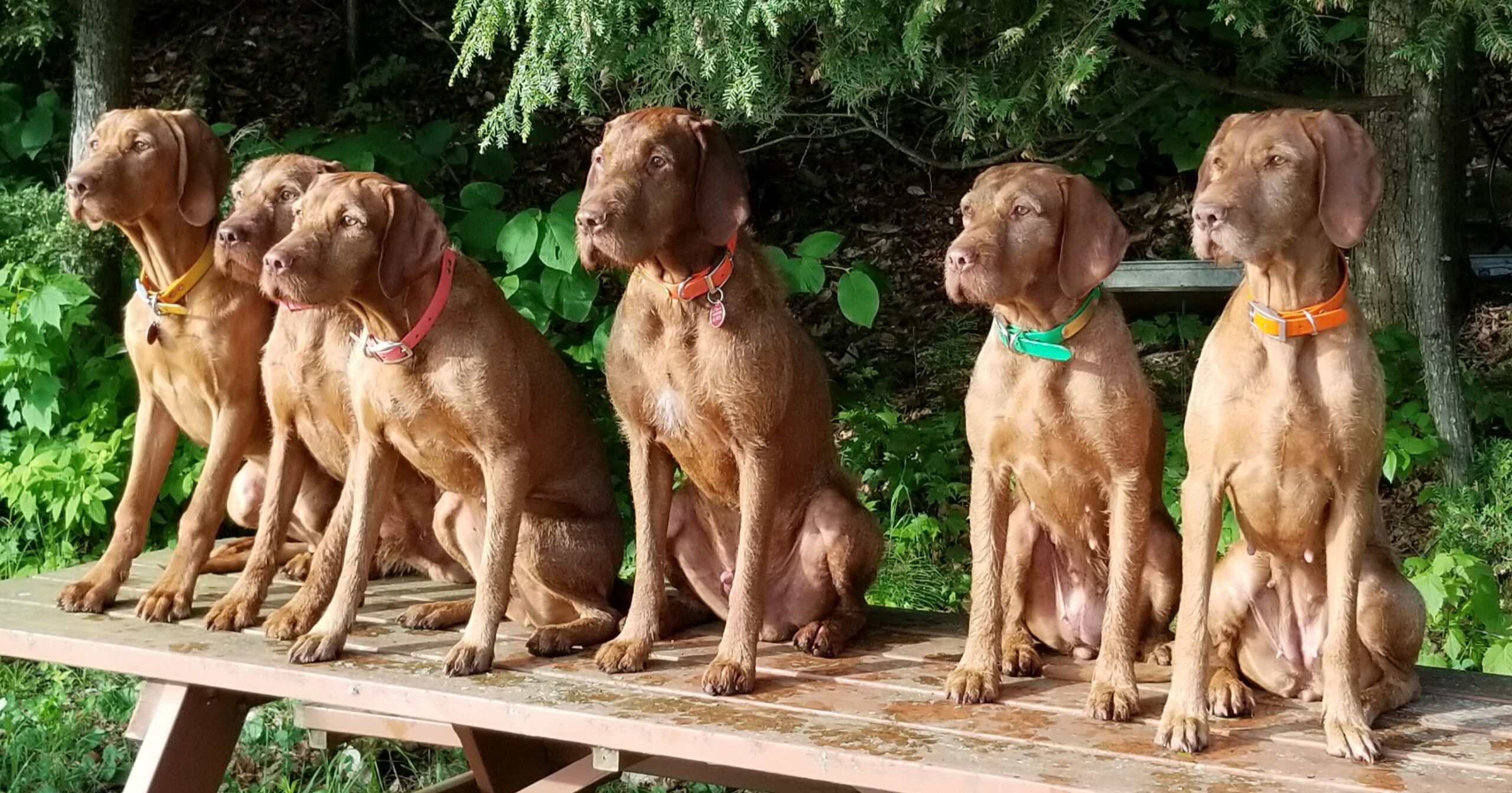 Year in Review: Sarga Wirehaired Vizslas