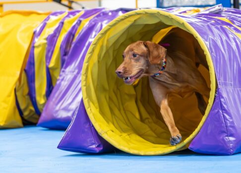 What Does “Versatile Breed” Mean?