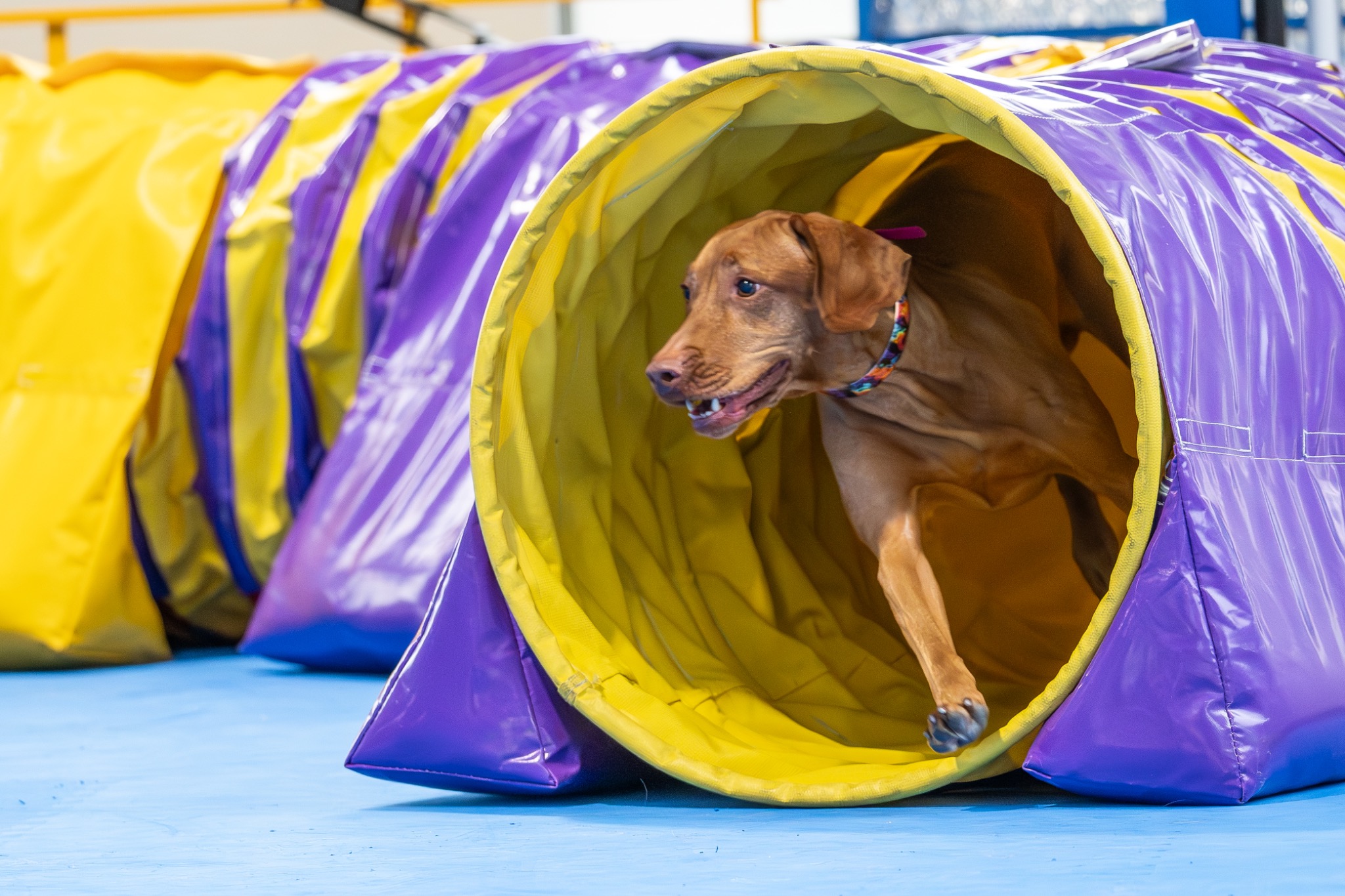 What Does “Versatile Breed” Mean?