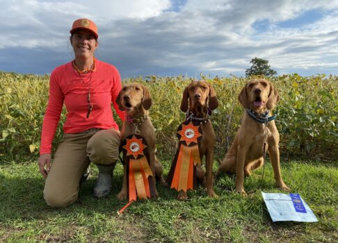 CKC Top Dogs — Wirehaired Vizslas Updated Through 2025