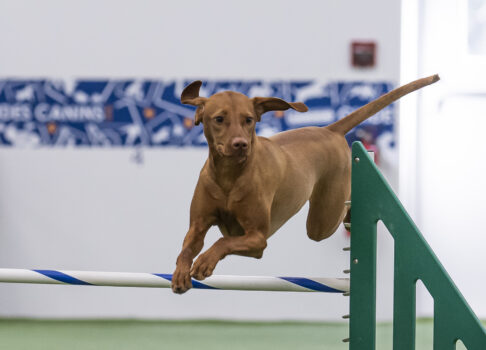 CKC Top Dogs — Smooth Vizslas Updated Through 2025