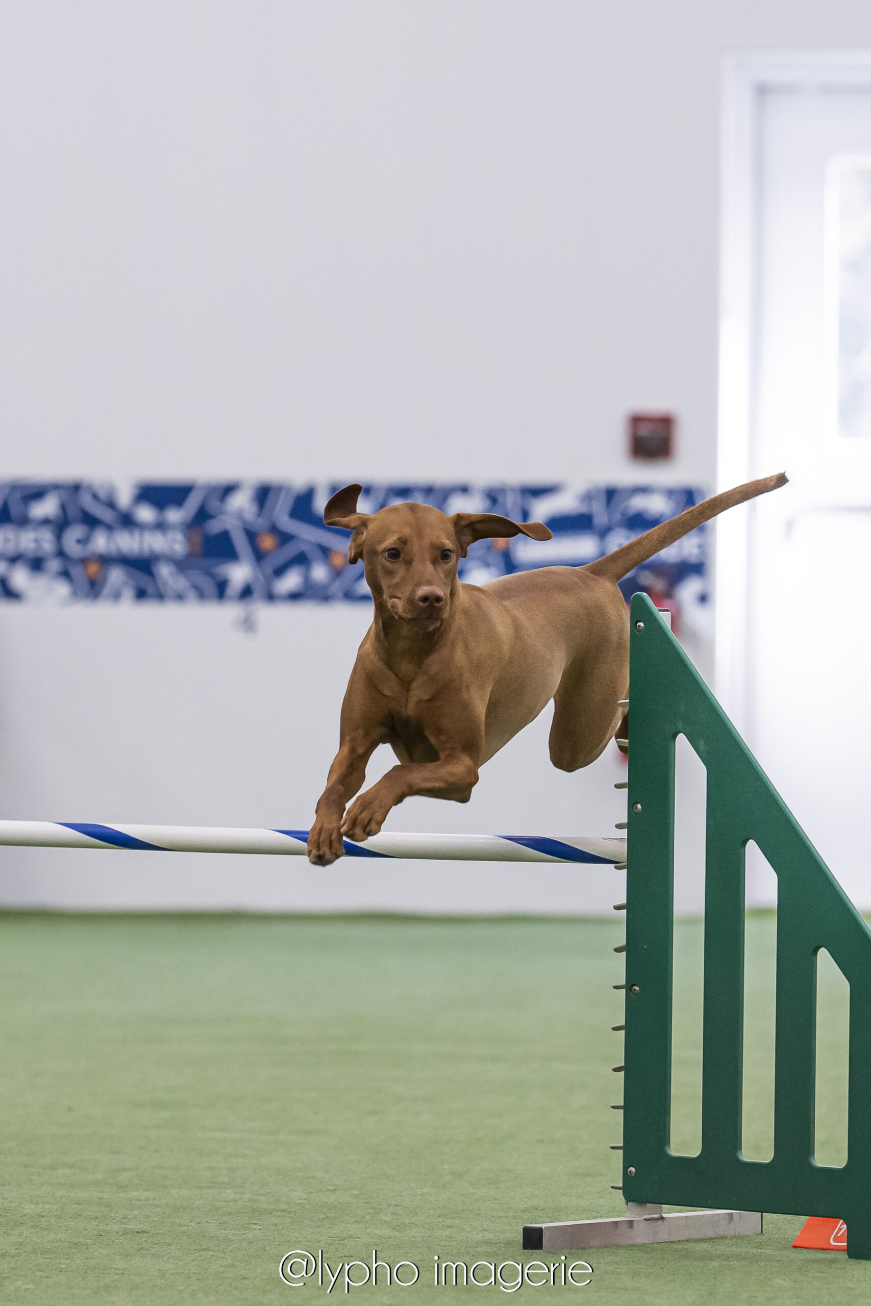 CKC Top Dogs — Smooth Vizslas Updated Through 2025
