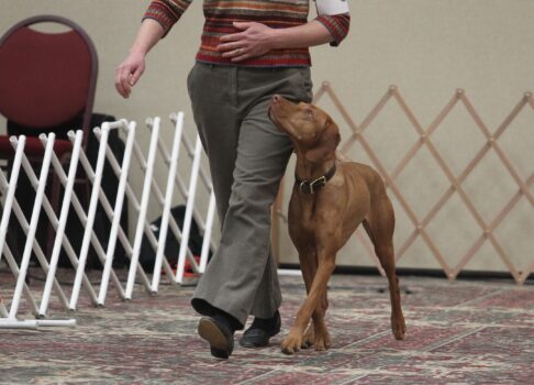 Meet the Vizsla Canada Board: Laura Wright