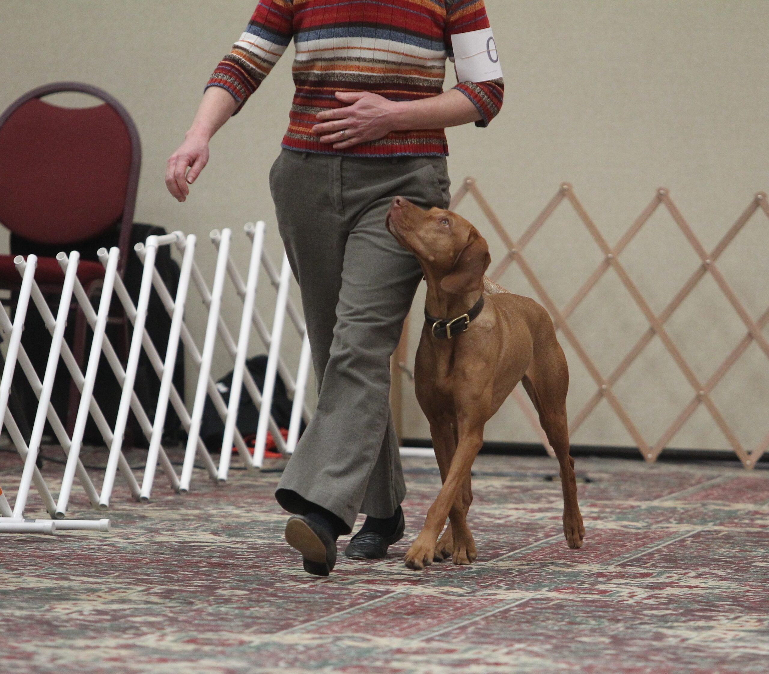 Meet the Vizsla Canada Board: Laura Wright