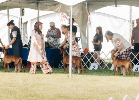 Celebrating the 2026 Vizsla Canada Regional Specialty
