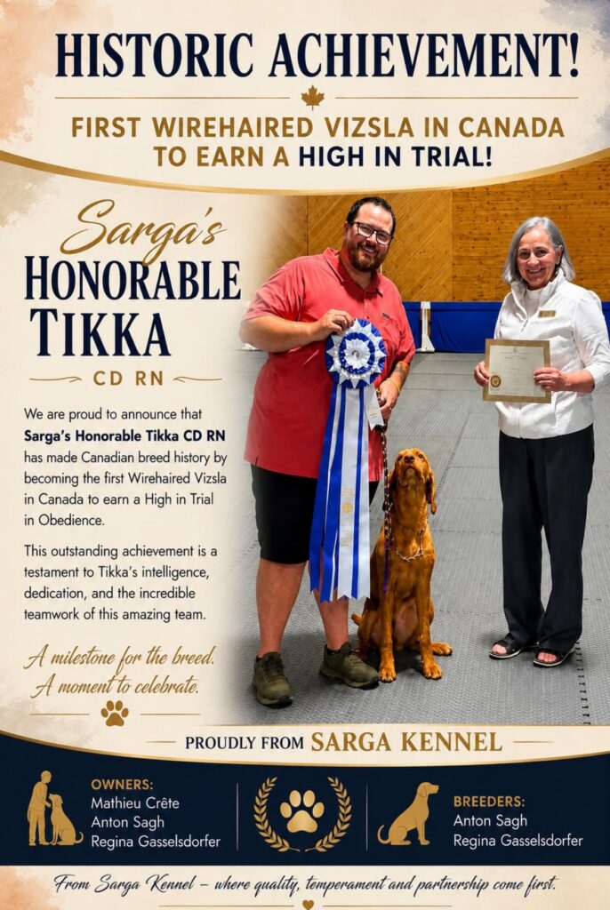 Promotional graphic celebrating Sarga’s Honorable Tikka CD RN as the first Wirehaired Vizsla in Canada to earn a High in Trial in Obedience. The photo shows Tikka sitting beside her handler, Mathieu Crête, who is holding a large blue-and-white award ribbon, with a trial official holding a certificate. Tikka is owned by Mathieu Crête, Anton Sagh and Regina Gasselsdorfer, and bred by Anton Sagh and Regina Gasselsdorfer of Sarga Kennel.