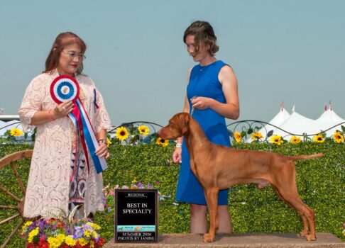 More Than the Ribbons: Celebrating the 2026 Vizsla Canada Regional Specialty